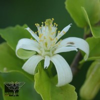 Grewia tenax (Forssk.) Fiori